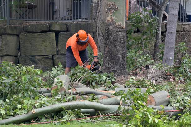 Best Commercial Tree Services  in South Greensburg, PA