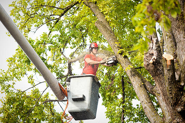  South Greensburg, PA Tree Services Pros