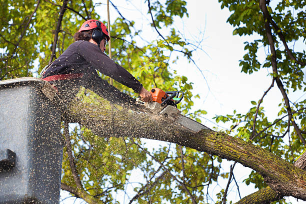 Trusted South Greensburg, PA Tree Services Experts